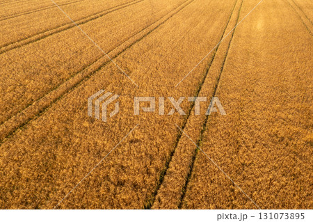 Wheat field, ready to harvest, drone aerial view at a farm in Germany Wheat field, ready to harvest, drone aerial view at a farm in Germany 131073895