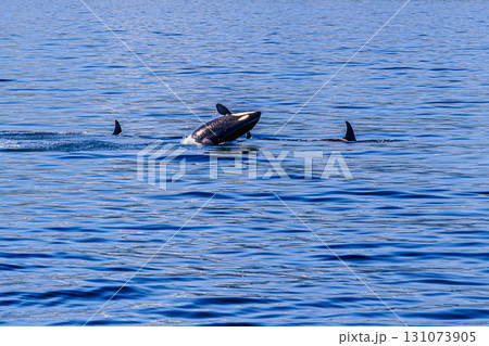 青い海に浮かぶシャチの姿 青い海に浮かぶシャチの姿 131073905