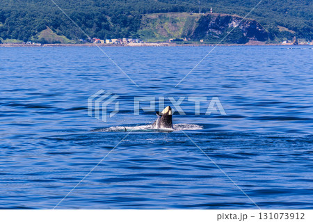 羅臼の海に顔を出すシャチ 羅臼の海に顔を出すシャチ 131073912