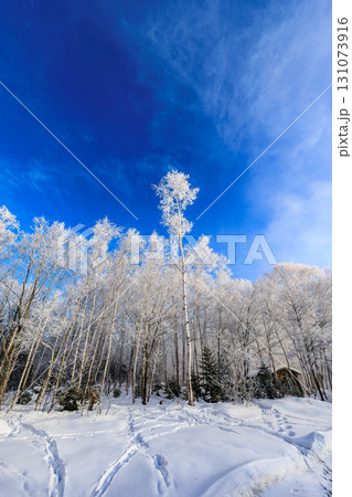 樹氷が描く冬のアートと澄んだ青空 樹氷が描く冬のアートと澄んだ青空 131073916