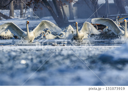氷上に舞う優雅なハクチョウの群れ 131073919