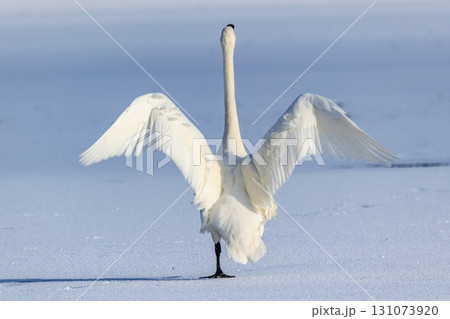 屈斜路湖の白銀世界と白鳥の羽ばたき 131073920
