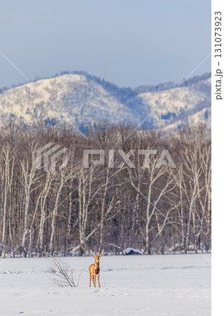 冬山を背景にたくましく生きるエゾシカ 131073923