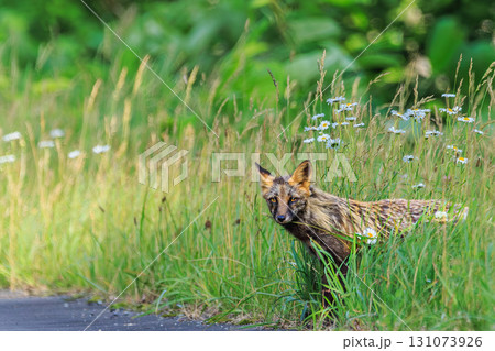草むらから顔を覗かせるクロスフォックス(野生動物写真) 草むらから顔を覗かせるクロスフォックス(野生動物写真) 131073926