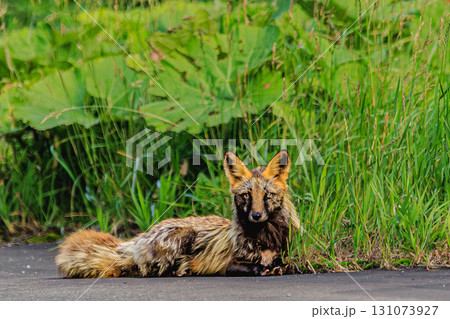 クロスフォックスの静かなひととき ― 緑と花に囲まれて 131073927