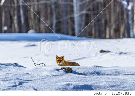 冬の雪原にたたずむキタキツネ 冬の雪原にたたずむキタキツネ 131073930