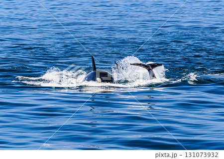 海面から覗くシャチの表情 131073932