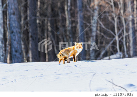 白銀の世界を歩むキタキツネの姿 131073938