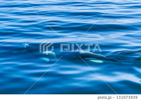 夏のオホーツク海に現れたシャチ 131073939