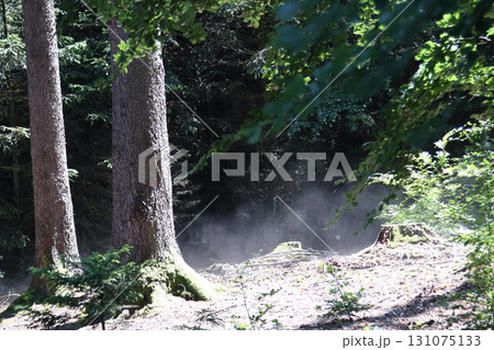 in the forest 131075133