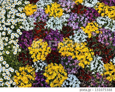 色とりどりの春模様の美しい庭・花壇 色とりどりの春模様の美しい庭・花壇 131075388