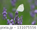 モンシロチョウとラベンダー 131075556