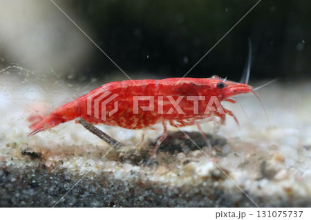 Atyidae   (Atyidae) 131075737