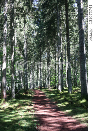 in the forest 131075741