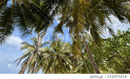 南国の午後、晴れ渡る青空とヤシの木 131075819
