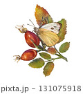 Butterfly sitting on branch with red rose hips and green autumn leaves. Watercolor illustration botany, cosiness. Suitable for postcards, botanical design, stickers, posters, invitations, souvenirs. 131075918