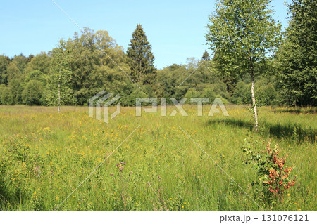 in the forest 131076121