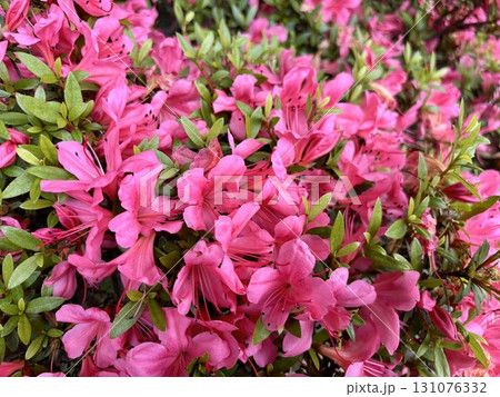 満開のピンク色のサツキツツジの花の群生 131076332