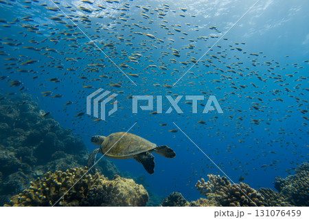 優雅に泳ぐアオウミガメ 優雅に泳ぐアオウミガメ 131076459
