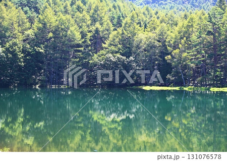 夏の朝の御射鹿池　長野 131076578