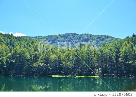 夏の朝の御射鹿池　長野 131076602