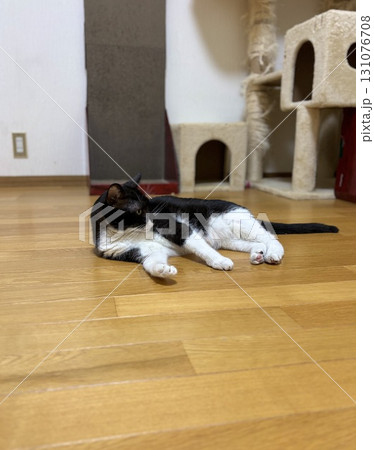 床に寝そべる白黒猫 131076708