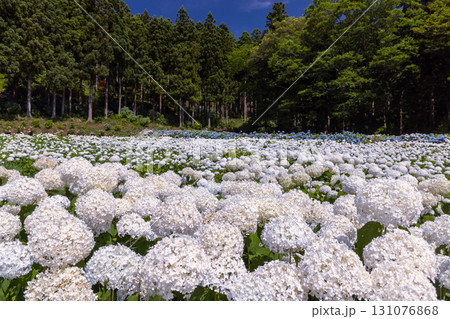 岩手県一関市舞川原沢 紫陽花の名所みちのくあじさい園 あじさい畑の一面の白いアナベルやヒメアジサイ 岩手県一関市舞川原沢 紫陽花の名所みちのくあじさい園 あじさい畑の一面の白いアナベルやヒメアジサイ 131076868