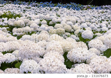 岩手県一関市舞川原沢　紫陽花の名所みちのくあじさい園　あじさい畑の一面の白いアナベルやヒメアジサイ 131076873