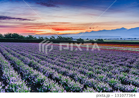 彩り豊かなファーム富田の花畑と十勝岳連峰の眺め 彩り豊かなファーム富田の花畑と十勝岳連峰の眺め 131077364