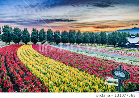 北海道・富良野 ファーム富田の花畑と朝焼けの絶景 北海道・富良野 ファーム富田の花畑と朝焼けの絶景 131077365