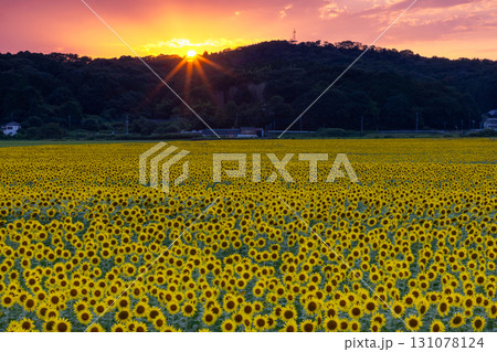 栃木県芳賀郡益子町上山地区　ましこ町ひまわり祭りの会場の満開のヒマワリ畑と夕陽と夕焼け空 131078124