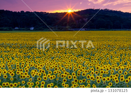 栃木県芳賀郡益子町上山地区　ましこ町ひまわり祭りの会場の満開のヒマワリ畑と夕陽と夕焼け空 131078125