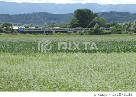 蕎麦畑を眺め駆ける特急サロベツ 宗谷本線 蕎麦畑を眺め駆ける特急サロベツ 宗谷本線 131078132
