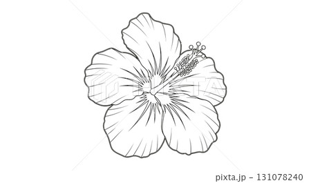 Delicate Hibiscus Flower Line Art Illustration 131078240