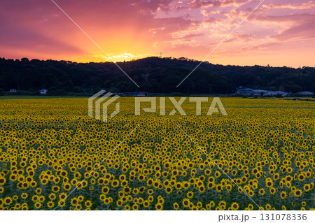 栃木県芳賀郡益子町上山地区　ましこ町ひまわり祭りの会場の満開のヒマワリ畑と夕焼け空 131078336