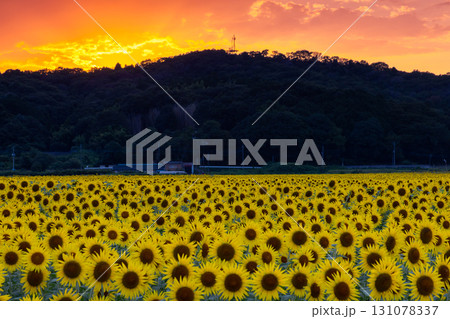 栃木県芳賀郡益子町上山地区 ましこ町ひまわり祭りの会場の満開のヒマワリ畑と夕焼け空 栃木県芳賀郡益子町上山地区 ましこ町ひまわり祭りの会場の満開のヒマワリ畑と夕焼け空 131078337