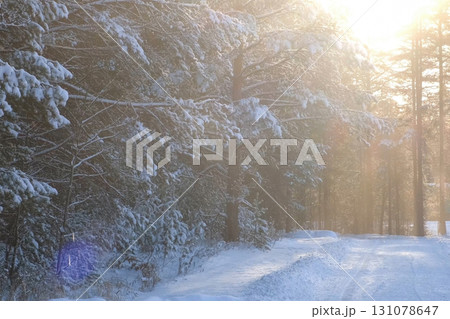Sun gently illuminating snow covered pine alley in winter park on wild nature. Sun gently illuminating snow covered pine alley in winter park on wild nature. 131078647