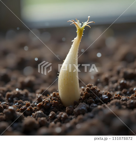Sprout Emerging from the Earth 131078872