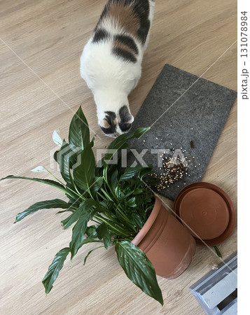 Domestic cat dropped a flower pot Domestic cat dropped a flower pot 131078984