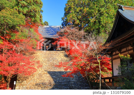 【京都府】高雄山 神護寺参道の紅葉（金堂） 131079100