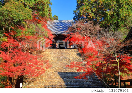 【京都府】高雄山 神護寺参道の紅葉（金堂） 131079101