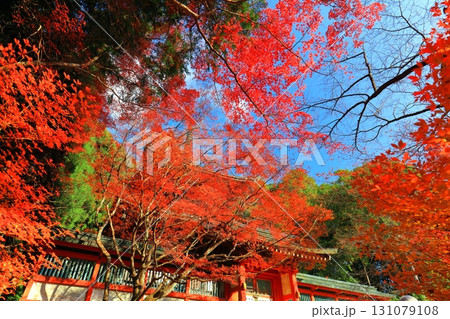 【京都府】高雄山 神護寺参道の紅葉(多宝塔) 【京都府】高雄山 神護寺参道の紅葉(多宝塔) 131079108