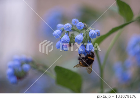 Bumblebee pollinating blue garden flower 131079176