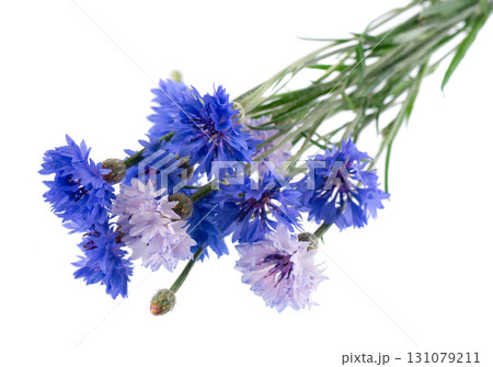 Blue Cornflower isolated on white background. Centaurea cyanus or bachelor's button flowers. 131079211