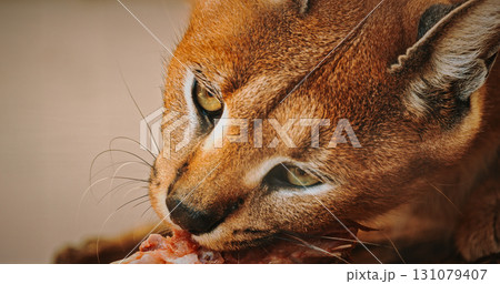 Close-up of caracal's captivating gaze while eating meat Close-up of caracal's captivating gaze while eating meat 131079407