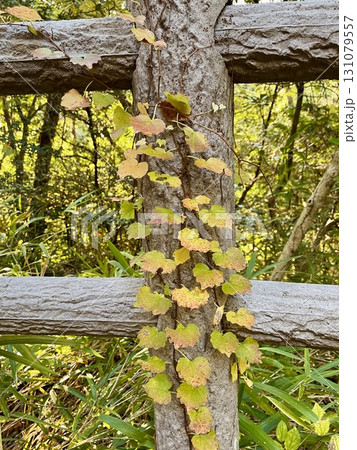 柵に絡まる紅葉したツタ 柵に絡まる紅葉したツタ 131079557