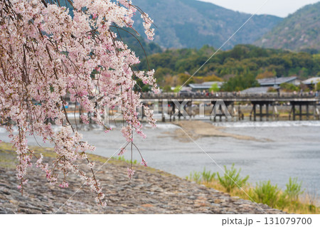 京都・嵐山の渡月橋、桂川、そして満開の桜 京都・嵐山の渡月橋、桂川、そして満開の桜 131079700