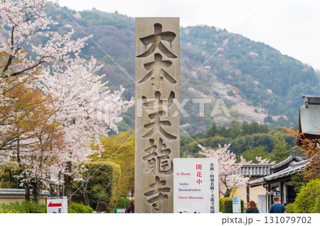 京都、天龍寺の入口にある石碑と満開の桜 京都、天龍寺の入口にある石碑と満開の桜 131079702