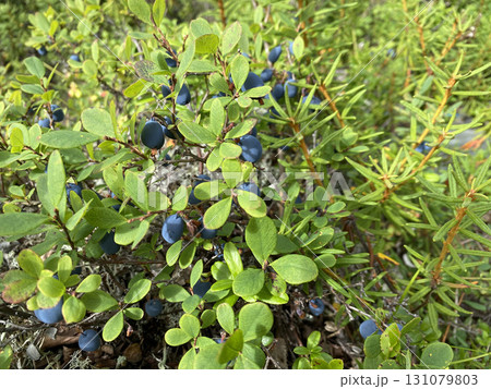 Wild blueberries in the forest Wild blueberries in the forest 131079803