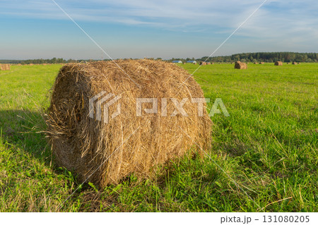 Beautiful view of agricultural field with hay bale, haystack. Harvest time 131080205